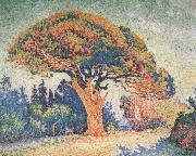 Paul Signac Pine Tree at Saint-Tropez oil painting artist